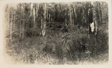 Stand of Mountain Ash and tree ferns between Glen Wills and Lightning Creek