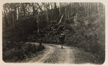 Bushwalking on road between Glen Wills and Lightning Creek