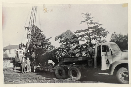 Loading a palm tree from Tara Hall, Studley Park Road