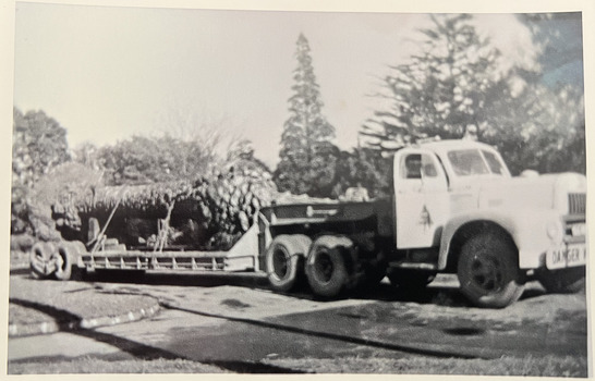  Transporting a palm tree from Tara Hall, Studley Park Road