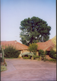 Tree in St Anthony's Place, Kew