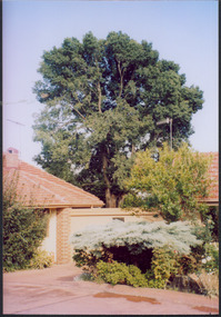 Tree in St Anthony's Place, Kew