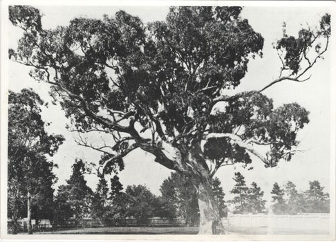 Giant Red Gum. Victoria Park [Kew]