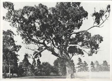Giant Red Gum. Victoria Park [Kew]