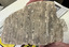 Architectural Moulding: Fragment of plaster and cement cornice from Southesk [Ordsall]