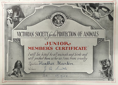 Certificate, Victorian Society for the Protection of Animals: Junior Members Certificate, 1954