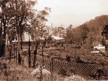 Photograph, Five Ways and Jeeves properties c1920, c1920