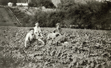 Photograph, Pickers picnicking in a crop on Hillside c1920, c1920