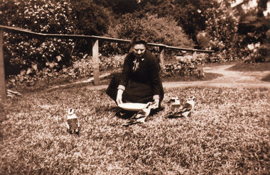 Photograph, Feeding the Kookaburras at Mountain Grange