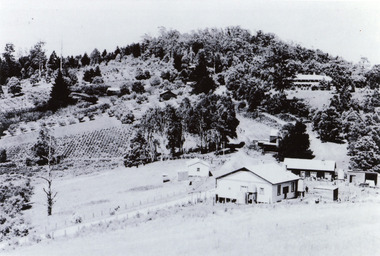 Photograph, View of Raspberry Crop and Orchard in Price Family Property