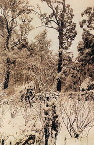 Photograph, Snow on currant bushes at Kamanange, c1930