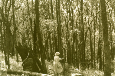 Photograph, Site of Kyeema Aircraft Crash, 1978