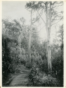 Photograph, Jasper Road Near Erith Lane 1920, 1920