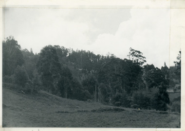 Photograph, View from 'Forest Edge', 1973