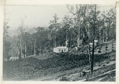 Photograph, Harry Walker's Home in Village Settlement 1908, c1908