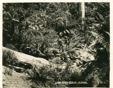 Photograph, Lyre Bird Gully, Olinda, c1930s