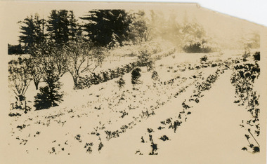 Photograph, Woolrich Nurseries Under Snow