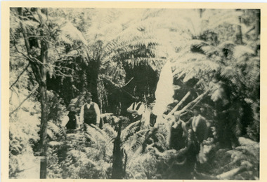 Photograph, Lyrebird Gully 1909