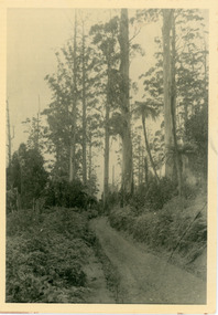 Photograph, The Chalet Road 1918, 1918