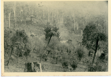 Photograph, Home of George Dodd at Olinda 1895, 1895