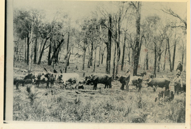 Photograph, Sim Kent's Bullocks, c1911