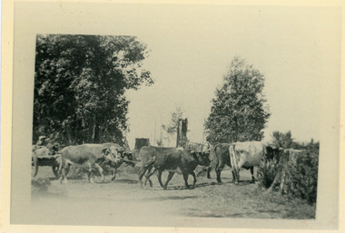 Photograph, Sim Kent's Bullocks at Coonara Springs, 1911
