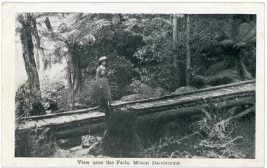 Photograph, View near the Falls, Mount Dandenong, early 1900s