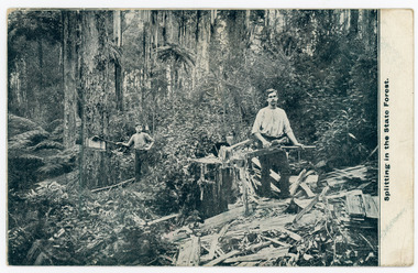 Photograph, Splitting In The State Forest, Early 1900s