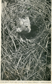 Photograph, Lyrebird's Nest and Young Lyrebird, Perrin's Creek, Olinda