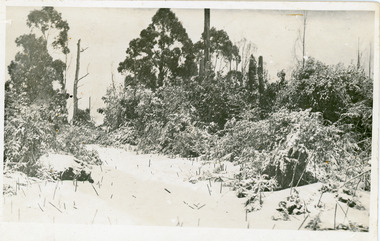 Photograph, Snowfall At Chalet Road, 1921