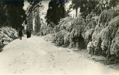 Photograph, Snow South of Quamby Cafe, c1921