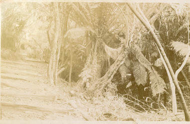 Photograph, Forest Scene, early 1900s