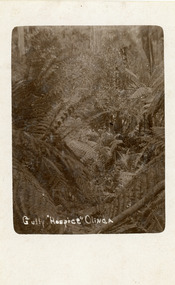 Photograph, Gully "Hospice" Olinda, early 1900s