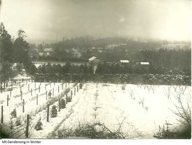 Photograph, Mt Dandenong In Winter