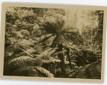 Photograph, Clematis Avenue, Sassafras, c1913