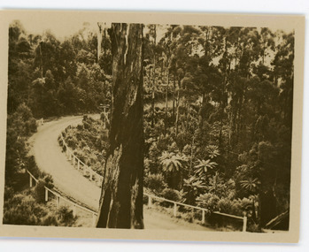 Photograph, Sassafras-Olinda Road, c1913