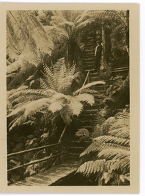Photograph, Jacob's Ladder, Sherbrooke, c1913