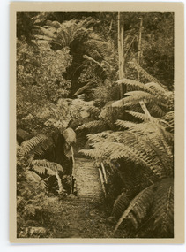 Photograph, Tourist Track, Sassafras, c1913