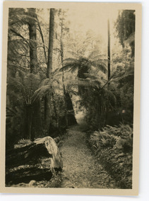 Photograph, Tourist Track, Sassafras, c1913