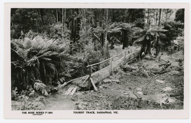 Photograph, Tourist Track, Sassafras. Vic, c1920