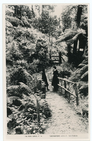 Photograph, Sassafras Gully, Victoria, c1920