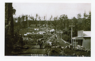 Photograph, Sassafras, c1915