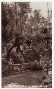 Photograph, Crescent Bridge Sassafras