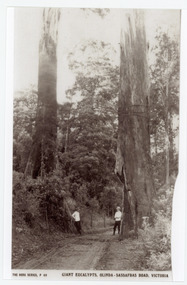 Photograph, Giant Eucalypts, Olinda-Sassafras Road. Victoria
