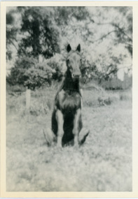 Photograph, Logan's Trick Horse