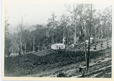 Photograph, Walker's LOT 2