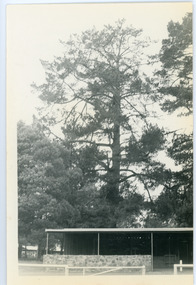 Photograph, Hand's Pine Tree in Kalorama Reserve