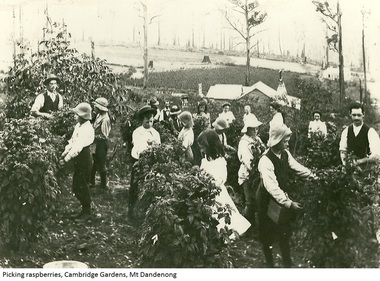 Photograph, Picking Raspberries Cambridge Gardens, Mt Dandenong, c1905