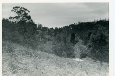 Photograph, View Up Valley Towards Kalorama Gap 1973