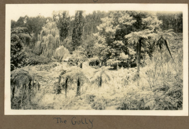 Photograph